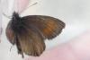 Erebia epiphron